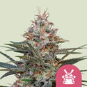 Shogun (Royal Queen Seeds) feminisiert