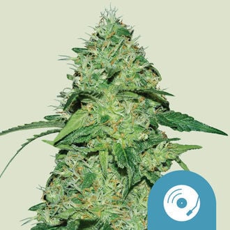 Joanne's CBD (Royal Queen Seeds) feminisiert