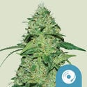 Joanne's CBD (Royal Queen Seeds) Feminized