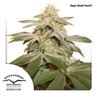 Sugar Bomb Punch (Dutch Passion) Feminized