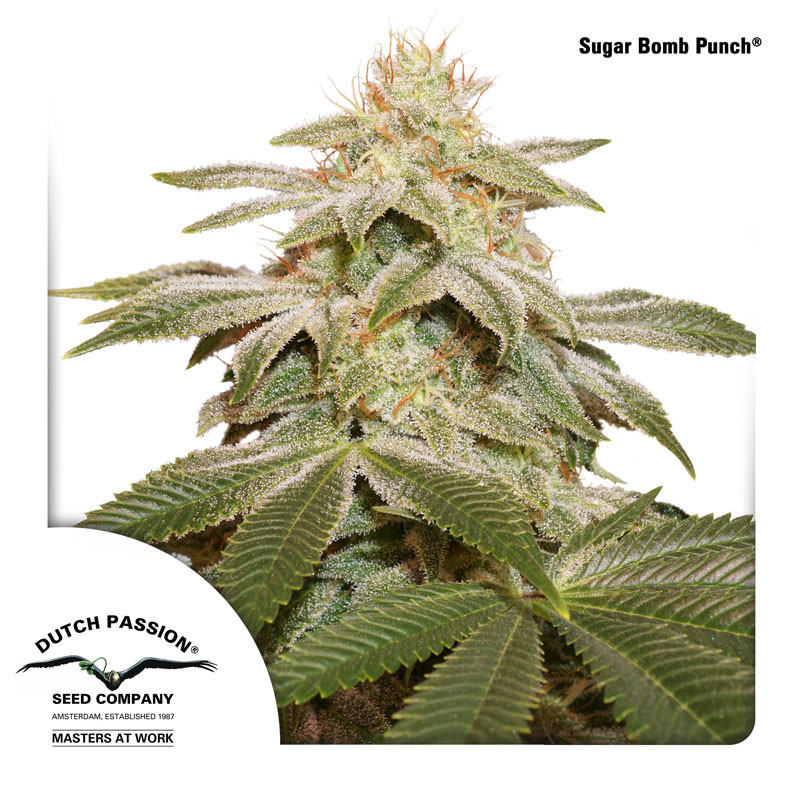 Sugar Bomb Punch Feminisiert (Barney's Farm)