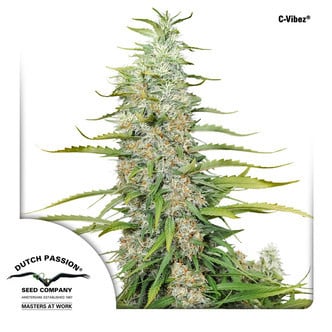 C-Vibez (Dutch Passion) feminized