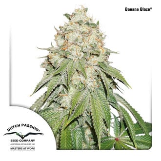 Banana Blaze | Dutch Passion | Cannabis Seeds - Zamnesia