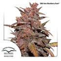 CBD Auto Blackberry Kush (Dutch Passion) feminisiert