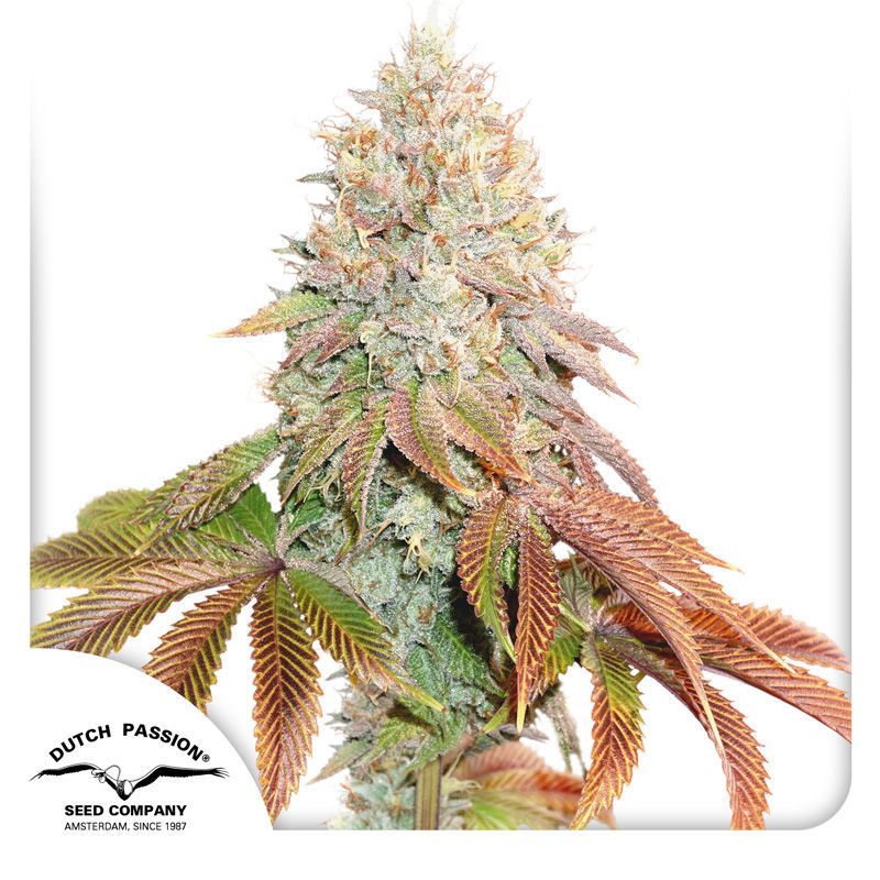 Auto Banana Blaze | Dutch Passion | Cannabis Seeds - Zamnesia