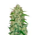 Original Auto Chemdawg (FastBuds) feminisiert