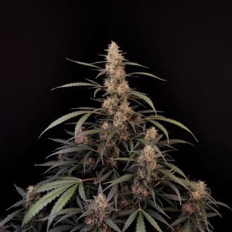 Original Auto Amnesia Haze (FastBuds) feminized