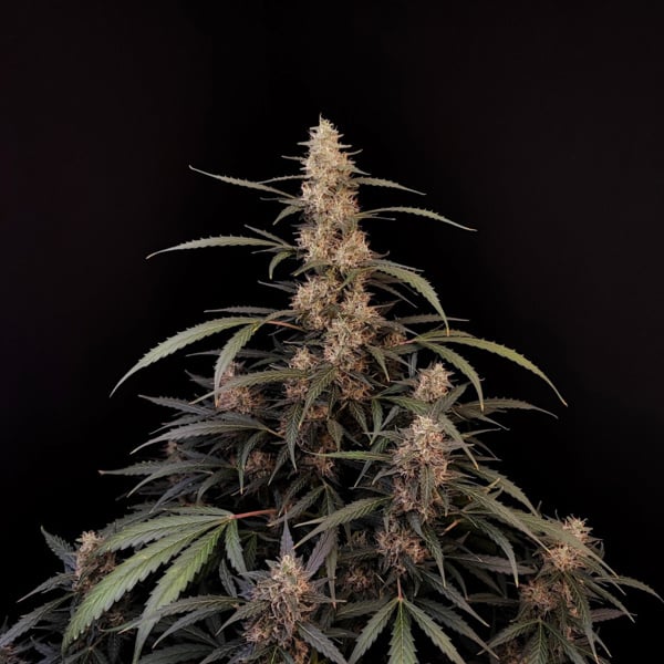 Original Auto Amnesia Haze (FastBuds) feminized