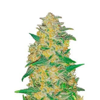 Original Auto AK (FastBuds) feminized