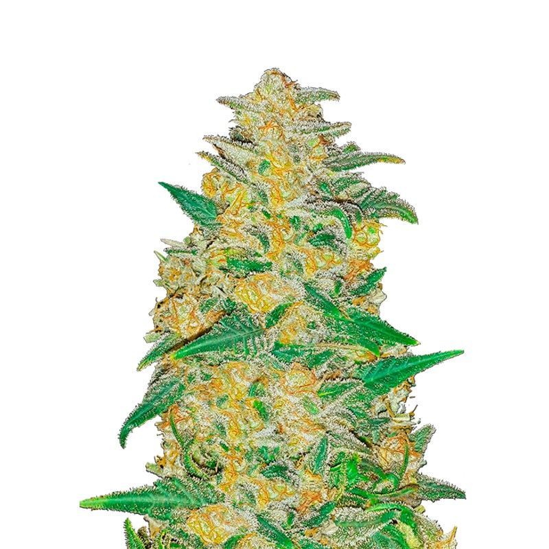 Original Auto AK (FastBuds) feminisiert