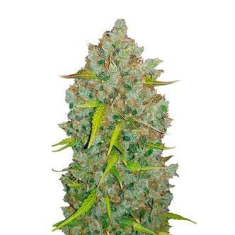 Original Auto BubbleGum (FastBuds) feminisiert