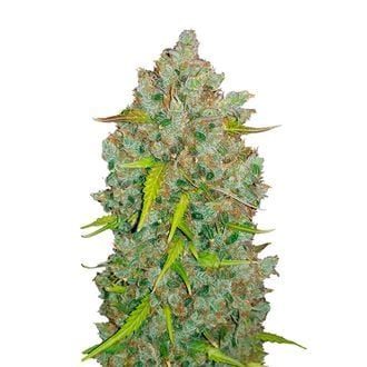 Original Auto BubbleGum (FastBuds) feminisiert