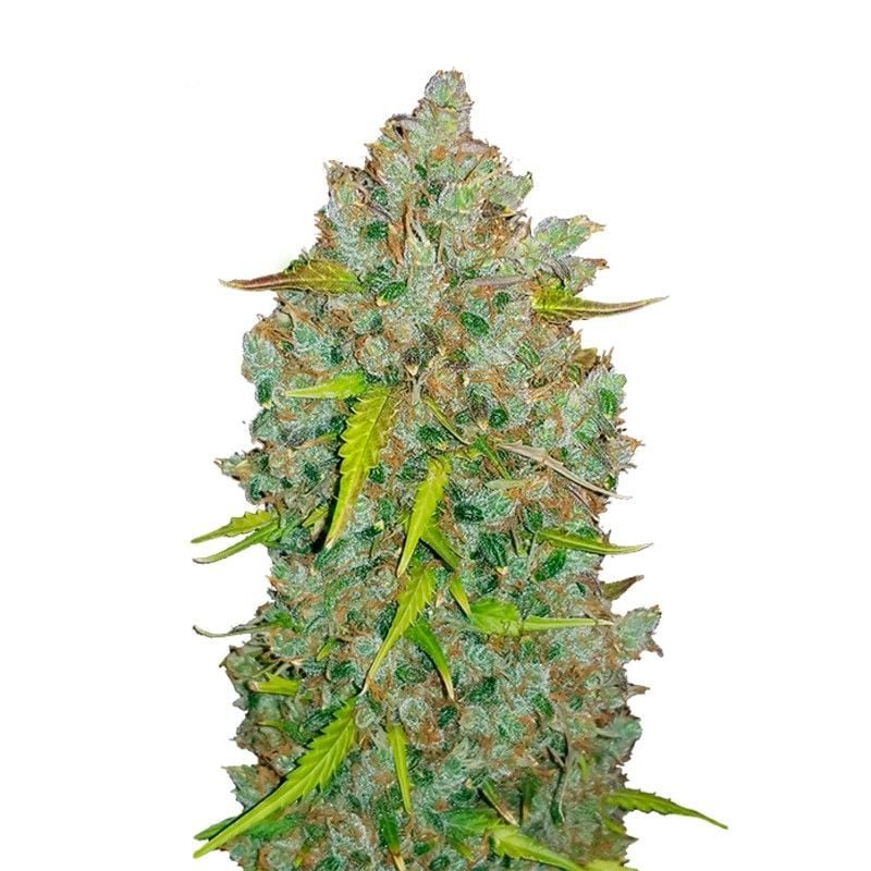 Original Auto Bubblegum | Fastbuds | Cannabis Seeds - Zamnesia