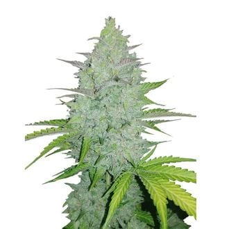 Original Auto Cheese (FastBuds) feminized