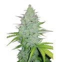 Original Auto Cheese (FastBuds) feminisiert