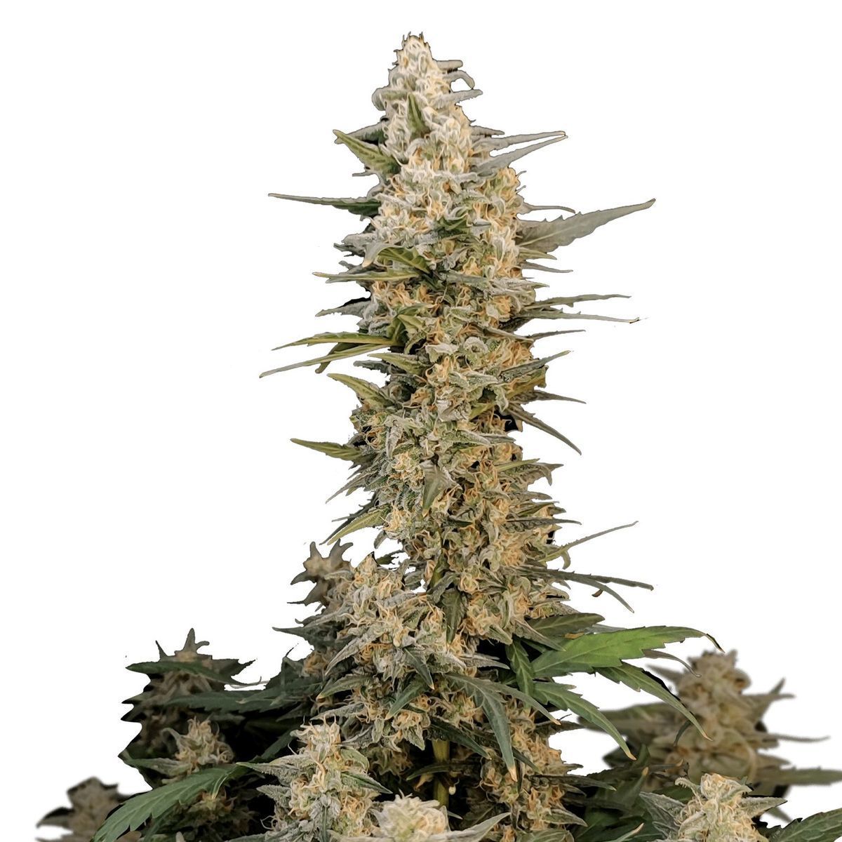 Original Auto Critical (FastBuds) feminisiert