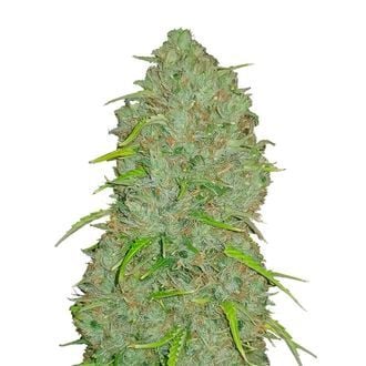 Original Auto Jack Herer (FastBuds) feminisiert