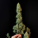 Original Auto Jack Herer (FastBuds) Feminized