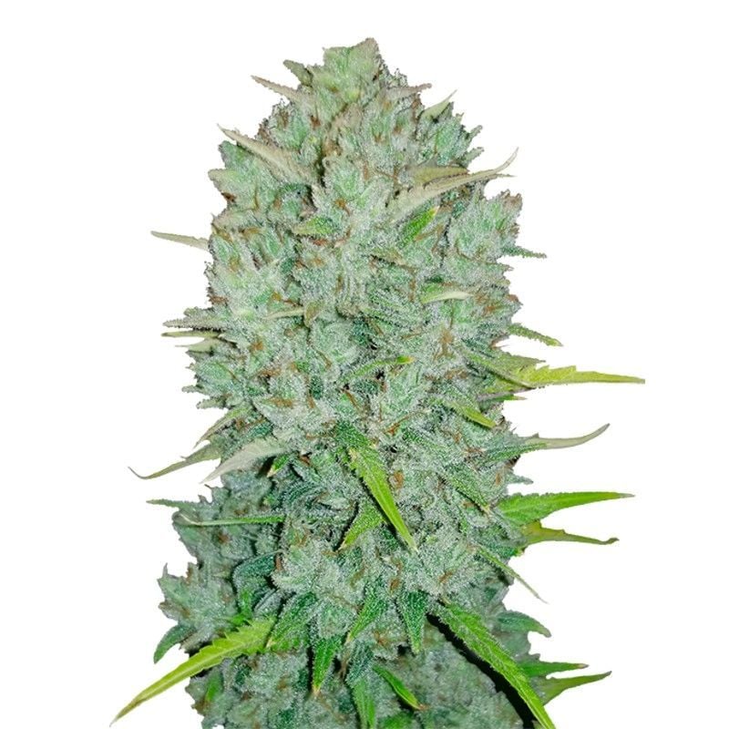 Northern Lights Feminisiert (United Seedbanks)