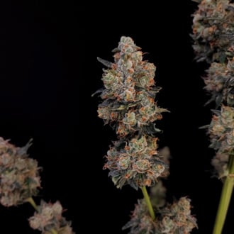 Original Auto Northern Lights (FastBuds) Feminized