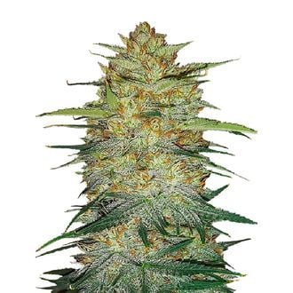 Original Auto OG Kush (FastBuds) feminized