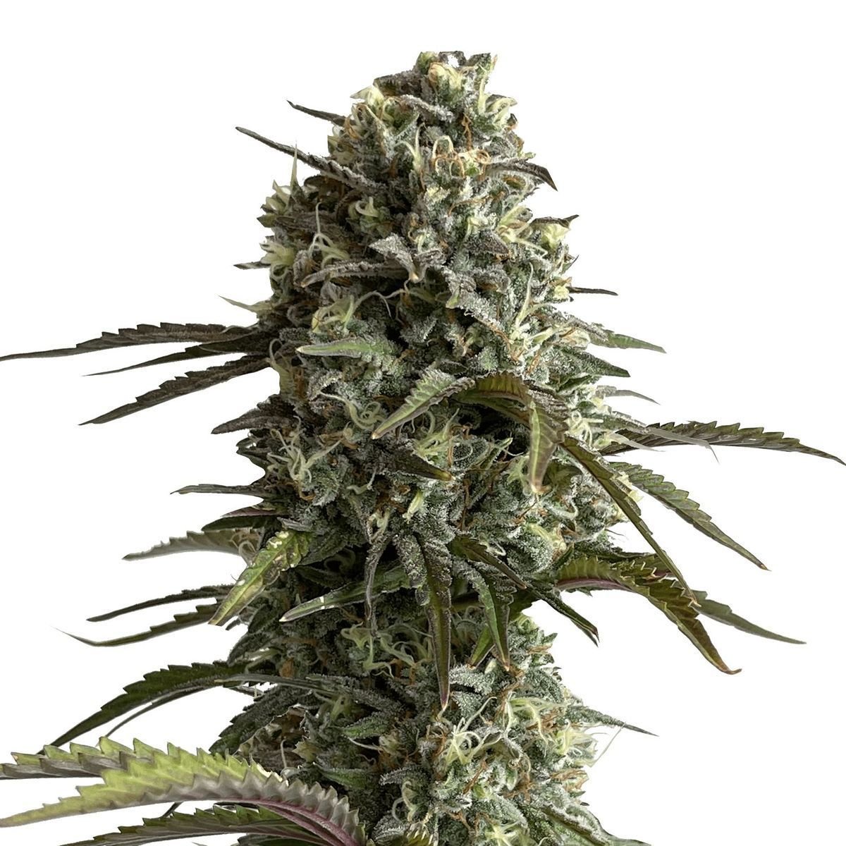 Original Auto Skunk | FastBuds | Cannabis Seeds - Zamnesia