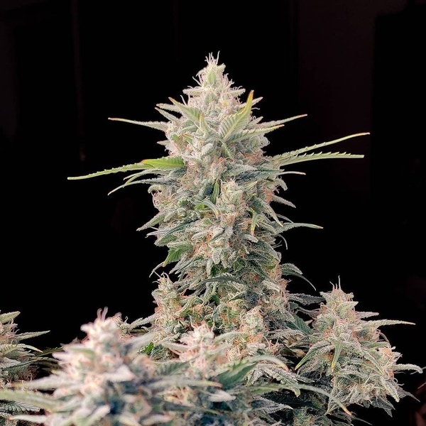 Original Auto Skunk (FastBuds) feminized