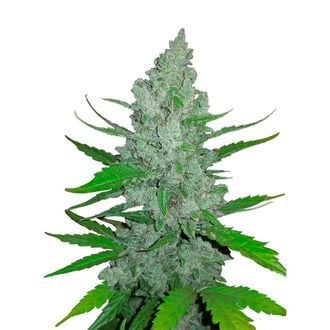 Original Auto Sour Diesel (FastBuds) feminisiert