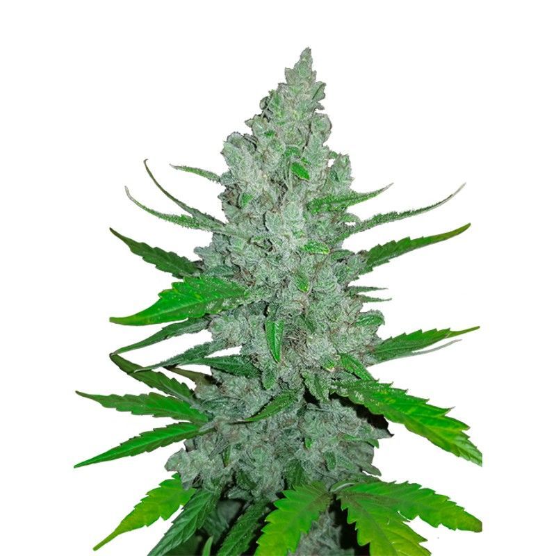 Original Auto Sour Diesel (FastBuds) feminisiert