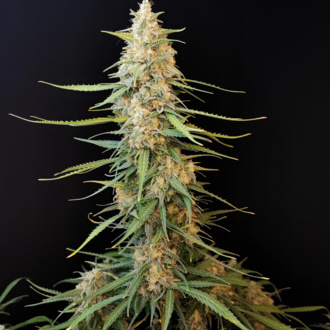 Original Auto Sour Diesel (FastBuds) feminized