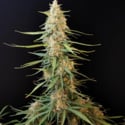 Original Auto Sour Diesel (FastBuds) feminized