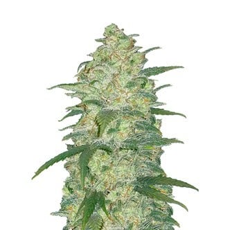 Original Auto White Widow (FastBuds) feminisiert