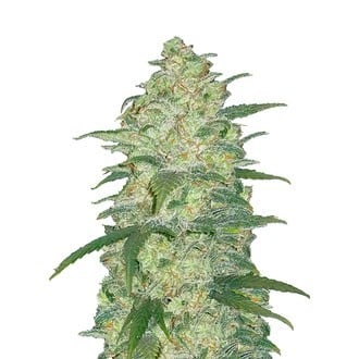 Original Auto White Widow (FastBuds) feminized