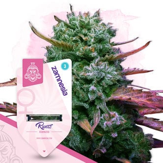 Runtz (Zamnesia Seeds) feminisiert