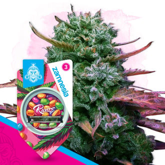 Runtz (Zamnesia Seeds) feminized