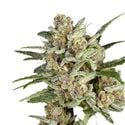 Super Mad Sky Floater (Super Sativa Seed Club) feminisiert