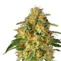 TnT Trichome (Super Sativa Seed Club) feminisiert