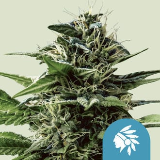 Tatanka Pure CBD (Royal Queen Seeds) feminized