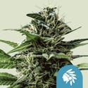 Tatanka Pure CBD (Royal Queen Seeds) feminisiert