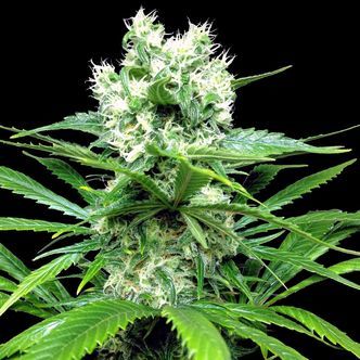 Lemon Ice 2.0 (Ripper Seeds) feminisiert