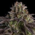 KmintZ (Ripper Seeds) feminized