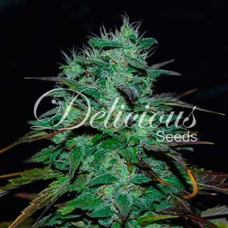 Chocobang (Delicious Seeds) feminisiert