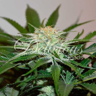 Descojack (Delicious Seeds) feminized