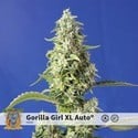 Gorilla Girl XL Auto (Sweet Seeds) Feminisiert