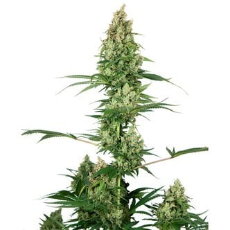 Silver Fire (Sensi Seeds) feminized