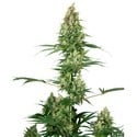 Silver Fire (Sensi Seeds) Feminisiert