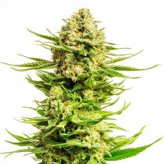 Indica Cream (Kannabia) feminisiert