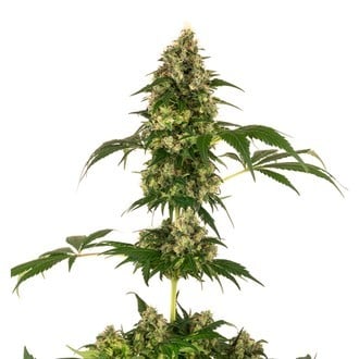 Cobalt Haze (Sensi Seeds) feminisiert