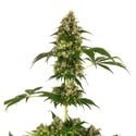 Cobalt Haze (Sensi Seeds) feminisiert