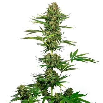 Satin Black Domina CBD (Sensi Seeds) feminisiert